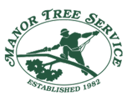 manor tree